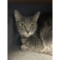 adopt-pet
