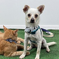 adopt a pet