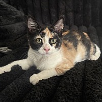 adopt-pet
