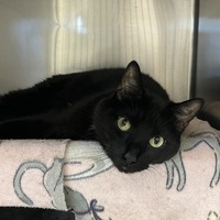 adopt-pet