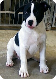 Oswego Il Great Dane Meet Scout A Dog For Adoption Adopted