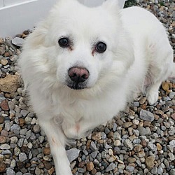 Photo of Snow-Adopted!