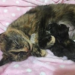 Thumbnail photo of Ay Litter Dr. Beverly Hofstadter (Mom) - Adopted #4