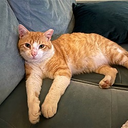 Photo of Pumpkin