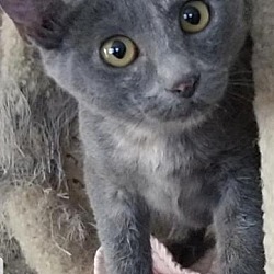 Photo of Freyja