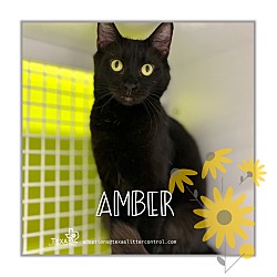 Thumbnail photo of Amber #1