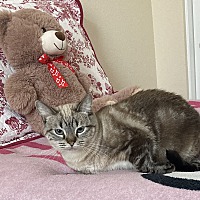 adopt a pet