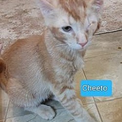 Thumbnail photo of Cheeto #2