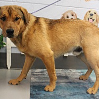 adopt a pet