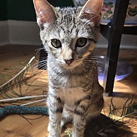 adopt a pet