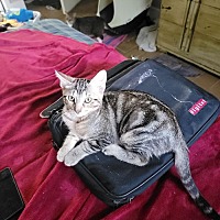 adopt a pet