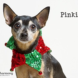 Thumbnail photo of Pinkie Pie #1