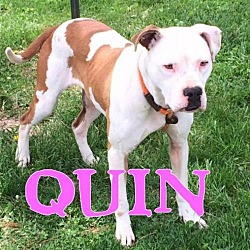 Photo of Quin