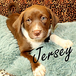 Thumbnail photo of Jersey~adopted! #2