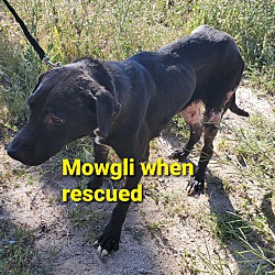 Thumbnail photo of Mowgli #2