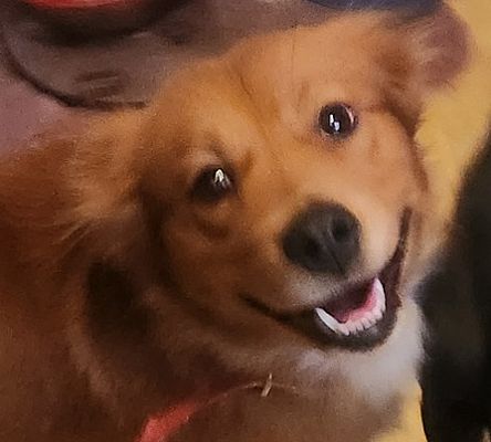 Wendell, NC - Finnish Spitz/Golden Retriever. Meet MJ a Pet for