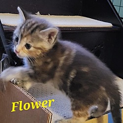 Photo of FLOWER Kitten