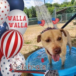 Thumbnail photo of Walla-Walla #1