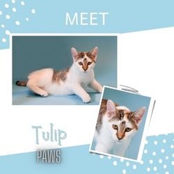 Thumbnail photo of Tulip #1