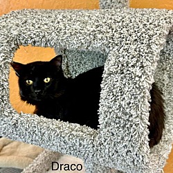 Thumbnail photo of Draco #1