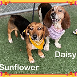 Thumbnail photo of DAISY (also see SUNFLOWER) #4