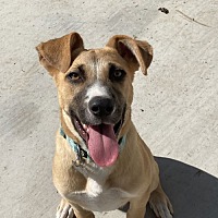 adopt a pet