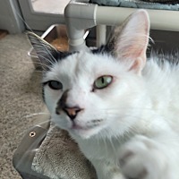 adopt a pet