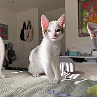 adopt a pet