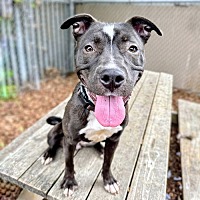 adopt a pet