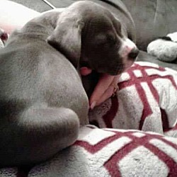 Thumbnail photo of Pit bull puppies #3