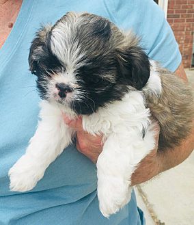 Adopt A Pet | PetSmart Charities