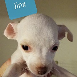 Photo of Jynx