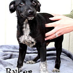 Thumbnail photo of Ryker~adopted! #1