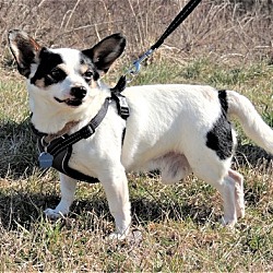Photo of JOYFUL JOHNNY
