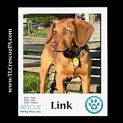 Photo of Link (Lovable Lugs) 040823