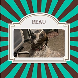 Thumbnail photo of Beau #4