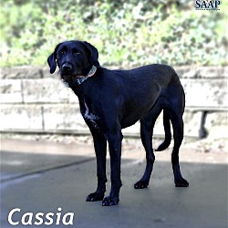 Thumbnail photo of Cassia #3
