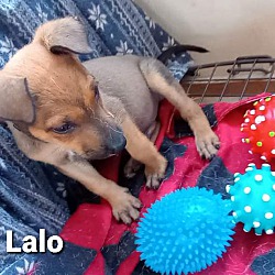 Thumbnail photo of LALO #2