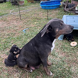 Photo of Lady (& her 7 puppies)