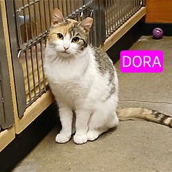 Photo of Dora, Levittown PetSmart (FCID 4/9/24-124)