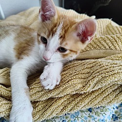 Thumbnail photo of Marmalade #2