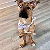 adopt a pet