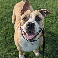 adopt a pet