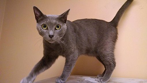 Atlanta Ga Russian Blue Meet Merlin A Pet For Adoption
