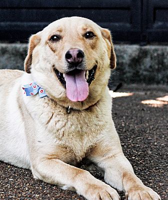 Memphis Tn Labrador Retriever Meet Daisy A Pet For Adoption