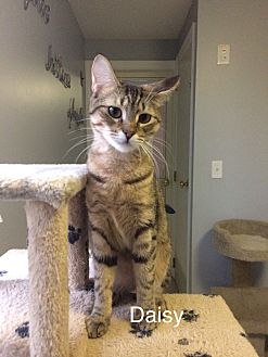 Adopt A Pet Petsmart Charities