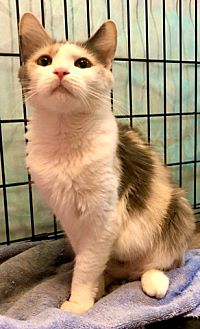 Adopt A Pet Petsmart Charities
