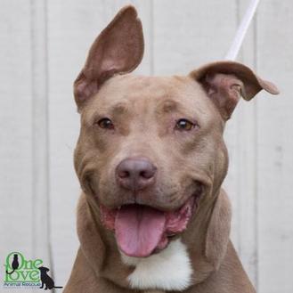 adopt a pet petsmart charities