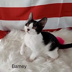 Thumbnail photo of Barney #1