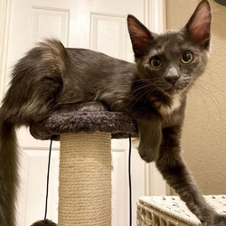 Photo of Paisley Cat
